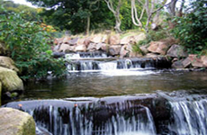 The Plunge Pool